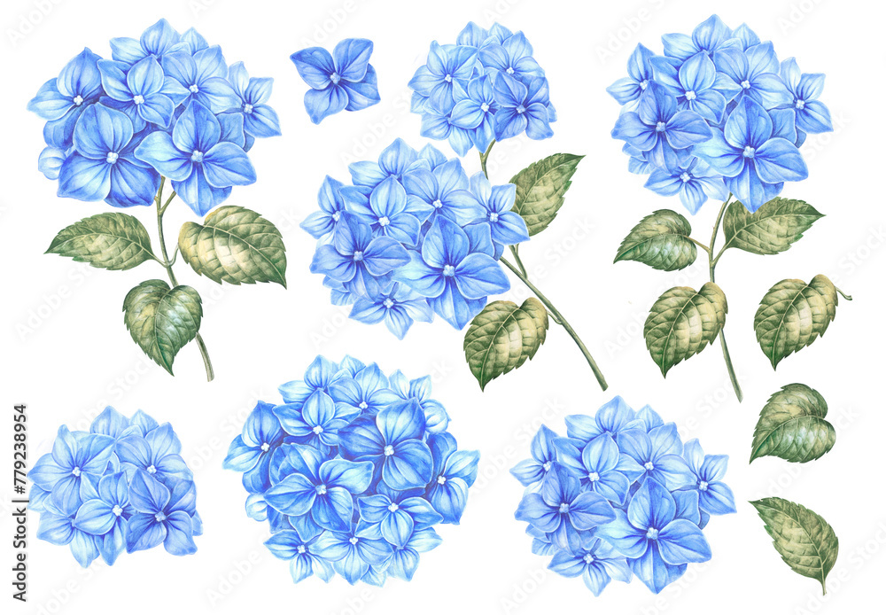 Set of differents flower hydrangeas on white background. Watercolor floral illustration