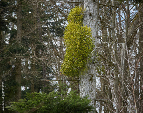 Large Mistletoe Bush on Tree Trunk