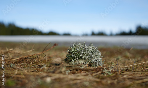 Lichen Clump on the Edge of a Thawing Mountain Meadow