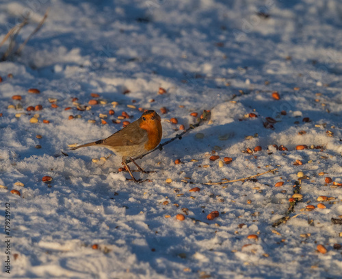 A robin closeup at a feeding ground at winter in Jena