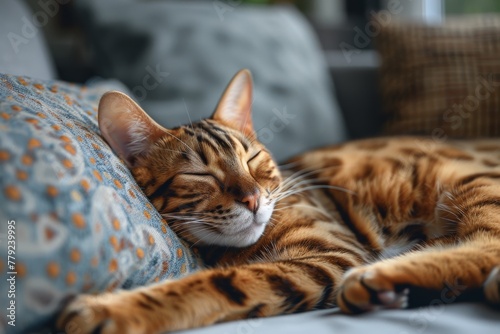 Cozy image of a content Bengal cat resting on a couch with patterned cushions in a homely setting