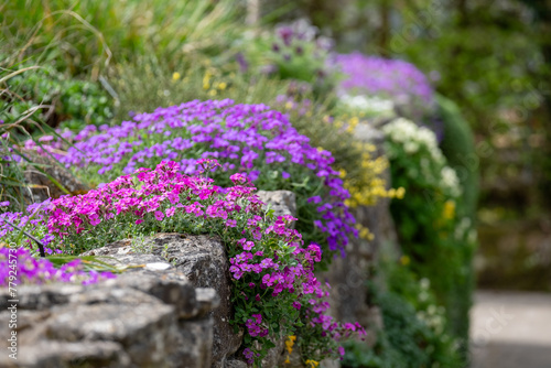Colourful purple and pink flowered aubretia trailing plants growing on a low rockery wall at Wisley garden, Surrey UK.