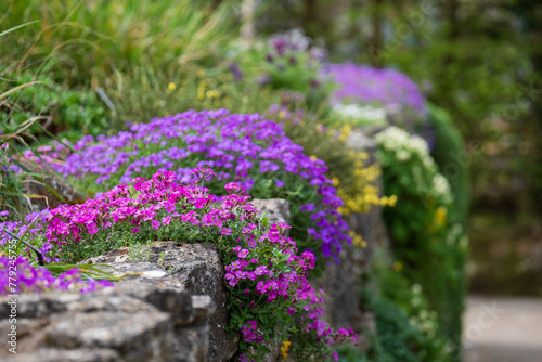 Foto Colourful purple and pink flowered aubretia trailing plants growing on a low rockery wall at Wisley garden, Surrey UK