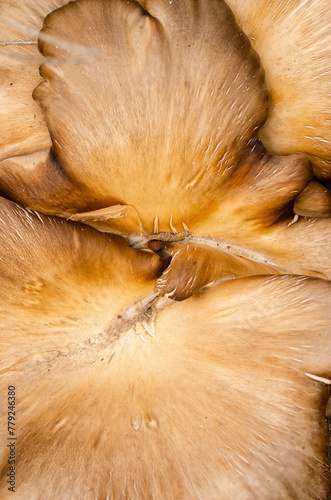 gyrgola mushroom close up