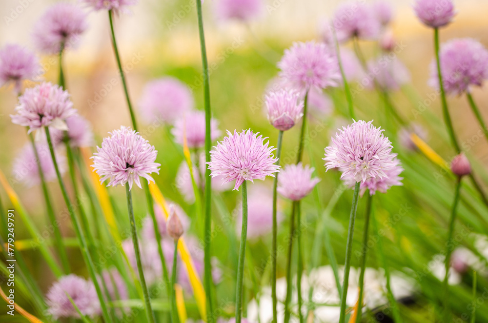 field of allium flowers field of allium flowers