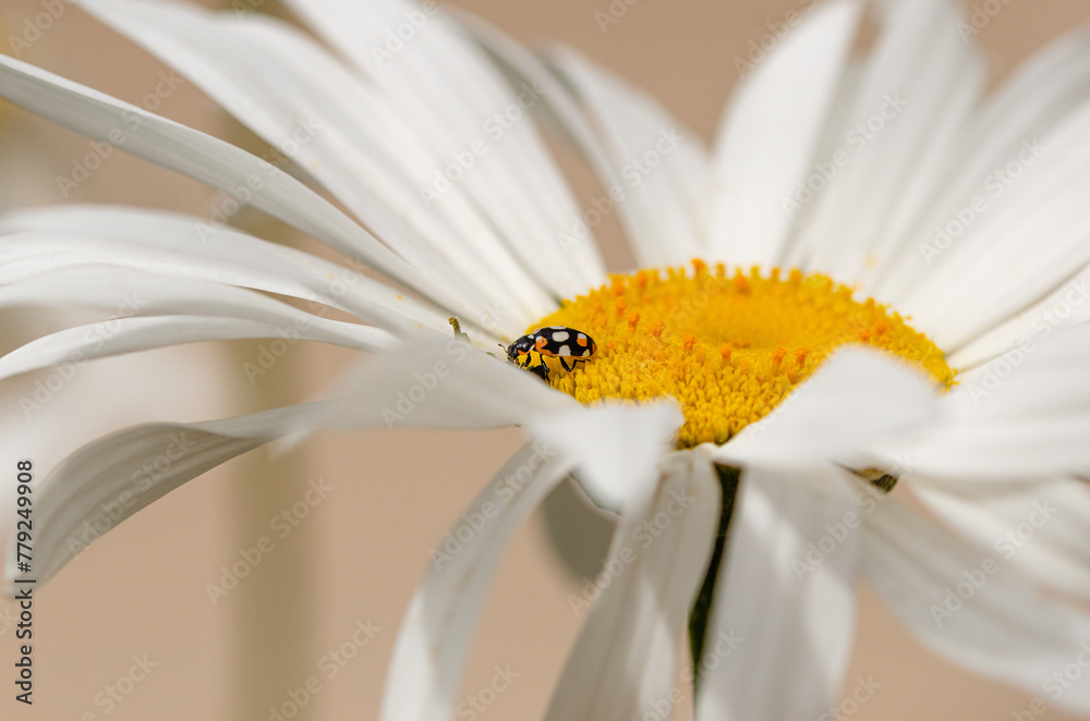 Obraz premium ladybird on a daisy flower