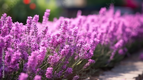 field of lavender high definition(hd) photographic creative image