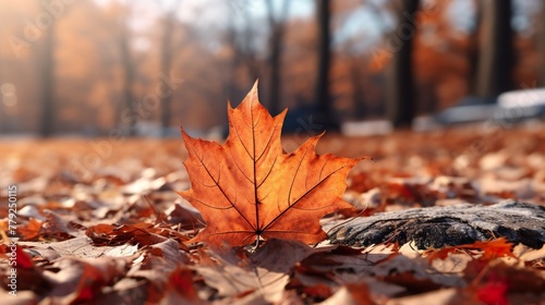 autumn leaves on the ground high definition(hd) photographic creative image