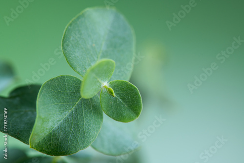 Eucalyptus plant leaves. Fresh Eucalyptus close up, on light green background, scented, essential oil. Aromatherapy. 