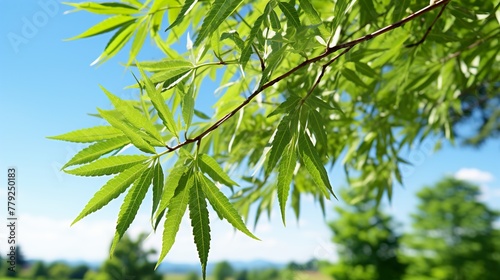 green leaves against blue sky high definition(hd) photographic creative image