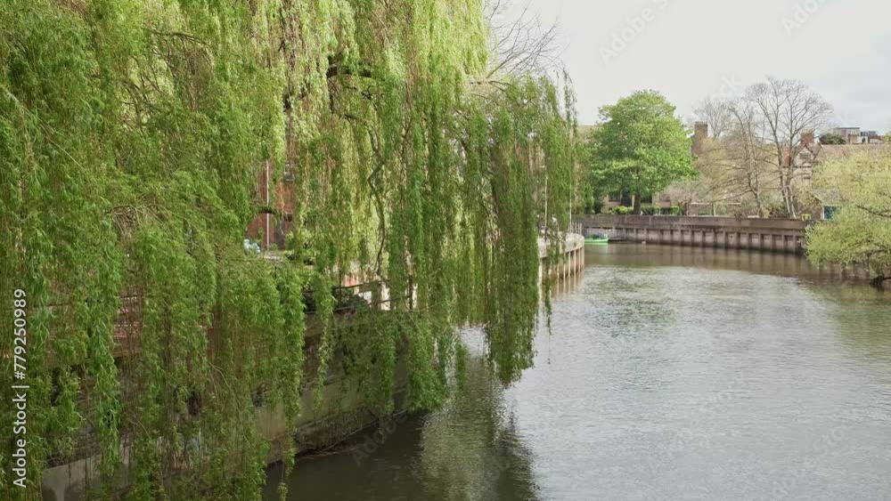 Weeping willow beside the River Wensum, Norwich Weeping willow beside the River Wensum, Norwich