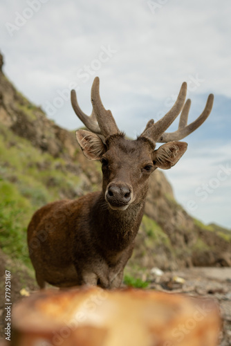 A deer looking for food on the beach