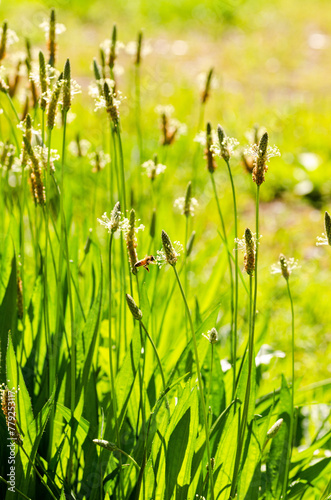 Grass flowers on the field
