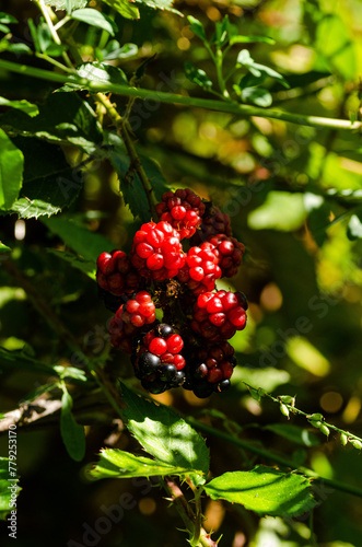 red cranberries on a bush