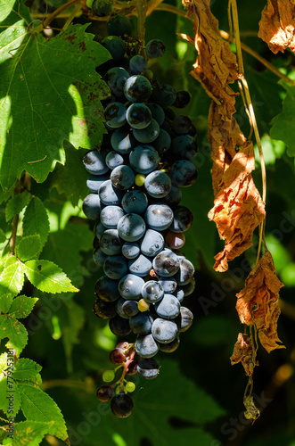 close up of red grapes on vine