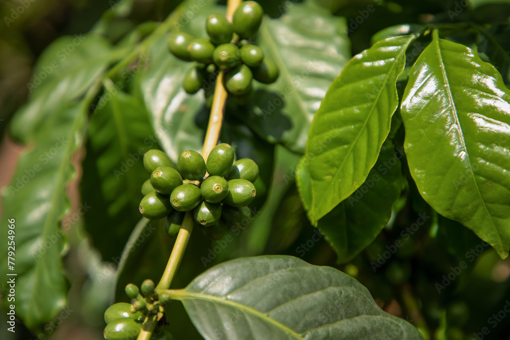 Coffee plants to mature. Coffee plants to mature.