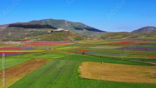 Lentil flowering with poppies and cornflowers in Castelluccio di Norcia, national park sibillini mountains, Italy, Europe photo