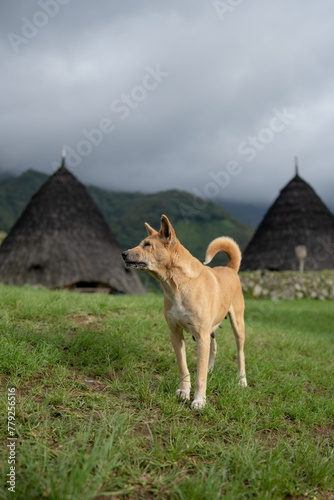 Dogs guard the remote and mysterious village of Wae Rebo, Indonesia photo