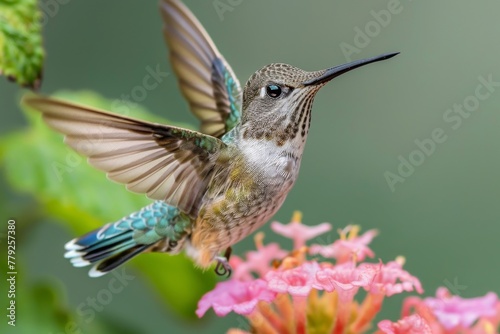 An exquisite shot of a hummingbird in mid-flight, wings spread, hovering over pink blooming flowers