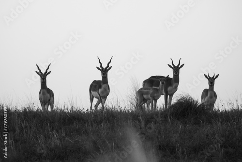 Blackbuck Antelope in Pampas plain environment, La Pampa province, Argentina photo