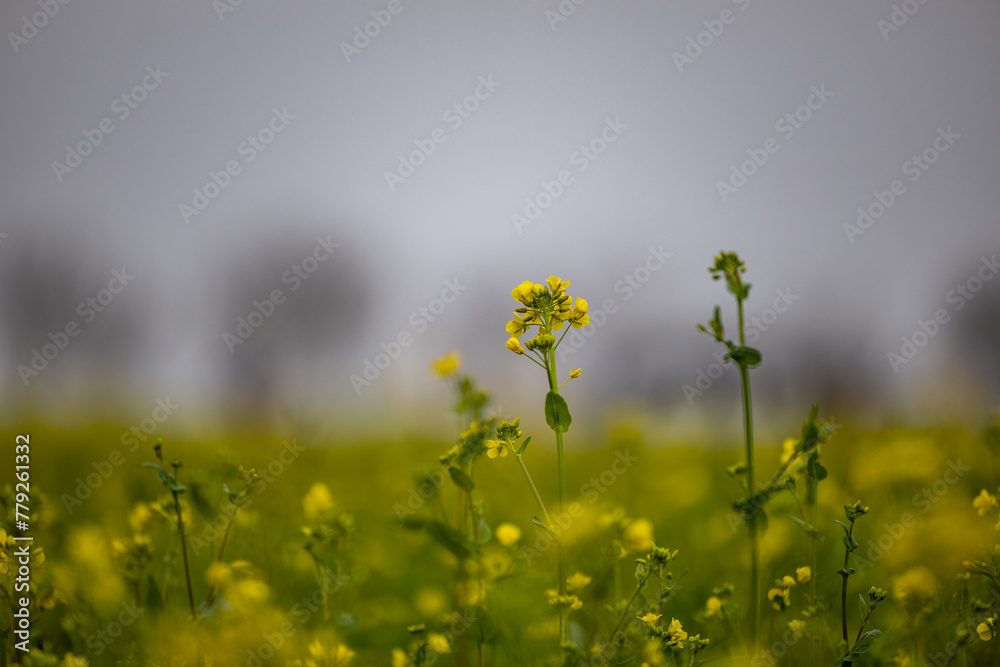 Obraz premium 대저 유채꽃