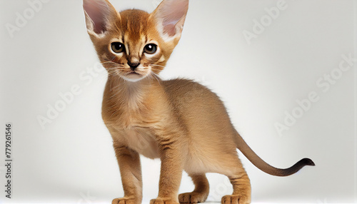 Abyssinian Cat Kitten on White Background