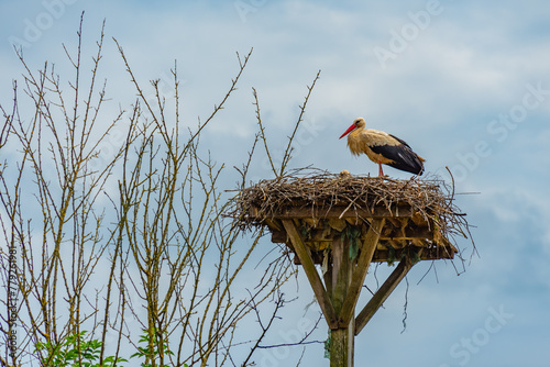 White storks nesting at Croatian village Cigoc photo