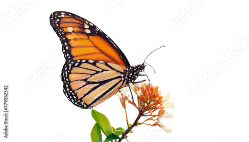 Butterfly on A Flower
