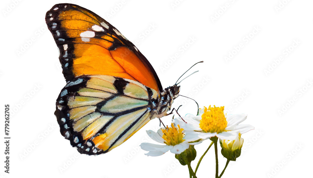 Fototapeta premium Butterfly on A Flower