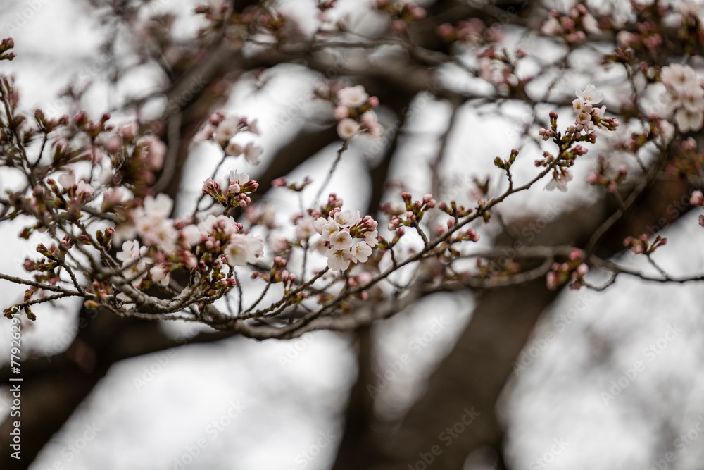 Cherryblossom in Myung-ji Cherryblossom in Myung-ji