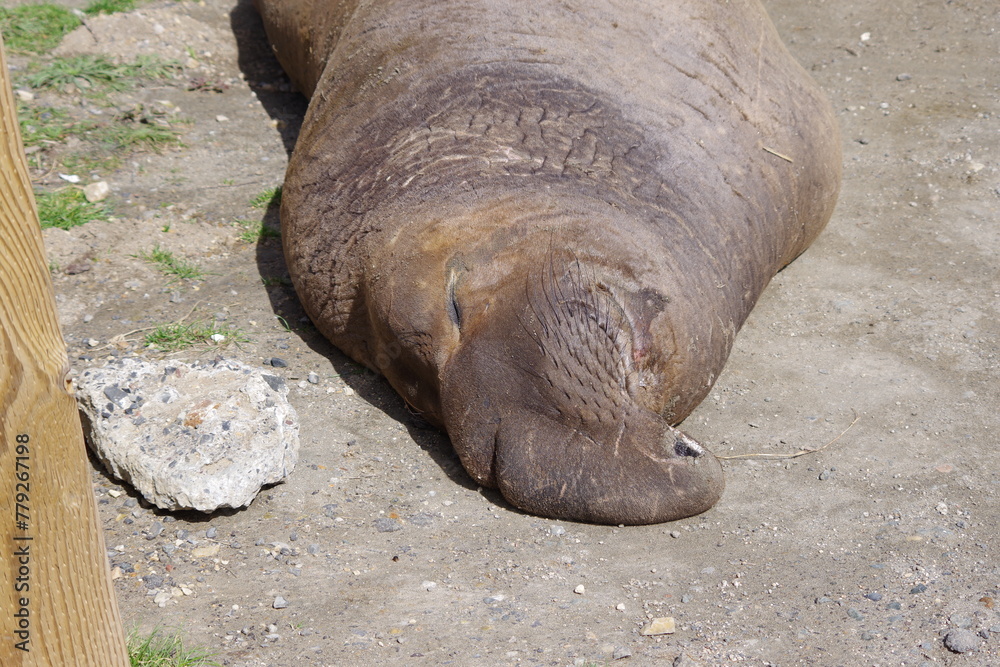 Fototapeta premium Elephant seal rookery on pacific coast