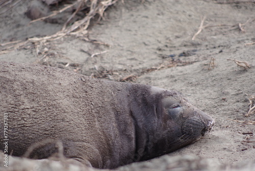 Elephant seals pups in rookery at Drake's Beach