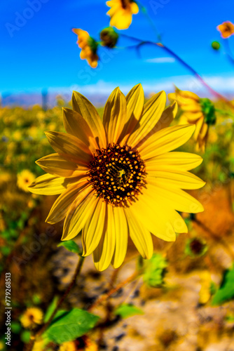 a close up of a sunflower in a field.