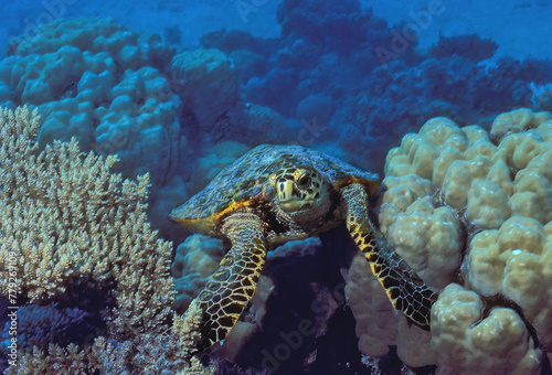 Hawksbill sea turtle swimming in lagoon  Diego Garcia  BIOT