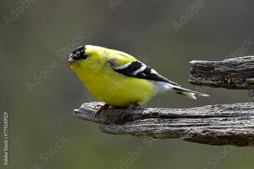 American Goldfinch on log.