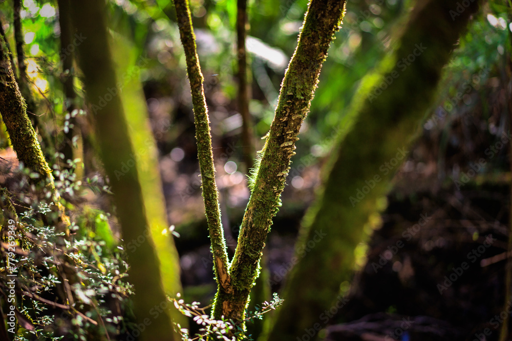 moss on the branches moss on the branches