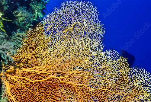 Sea fan underwater in the Blue Hole, Agat Bay, Guam