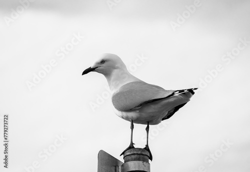 black and white seagull on a post photo