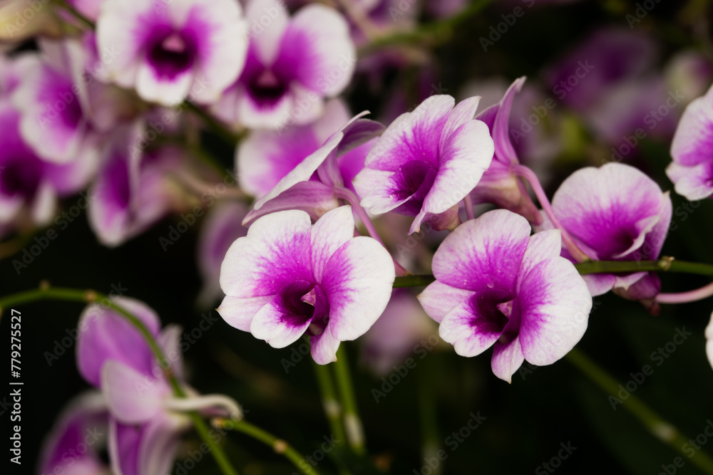 A bunch of purple and white flowers with a dark background