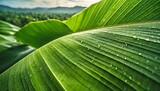 An exotic close-up of a banana leaf, highlighting its rich green color and intricate texture