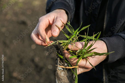 A man in a field holds cereal sprouts in his hand. The concept of the profession of agronomist or farmer. Spring day in the field.