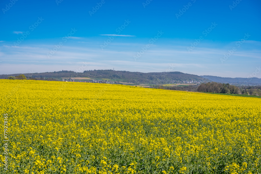 Landscape with rapeseed field