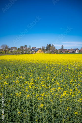 Landscape with rapeseed field