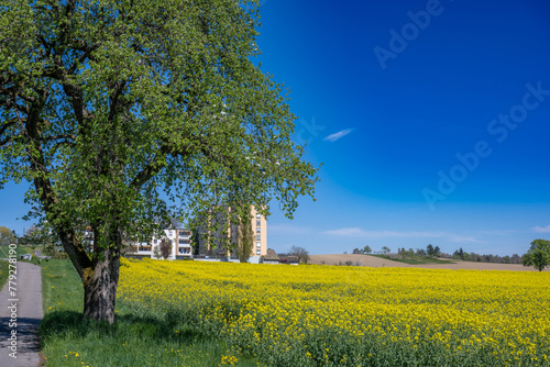 Landscape with rapeseed field