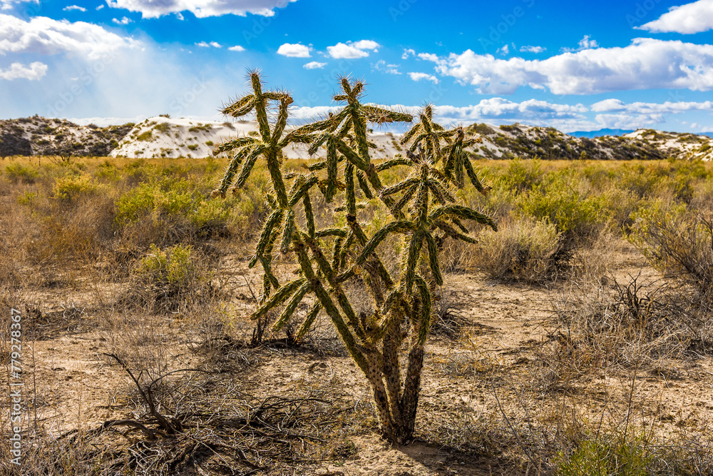 Cane Cholla in the desert just before the sand dunes at White Sands National Park. Cane Cholla in the desert just before the sand dunes at White Sands National Park.