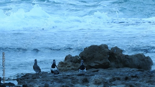 teros peleando por territorio photo