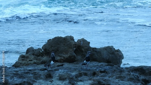 tero en pose elegante