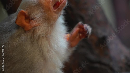 Close up of a white fur Tamarin monkey head leating veggies photo