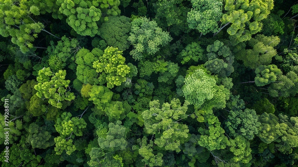 A bird's eye view of the forest canopy from a treetop lookout.
