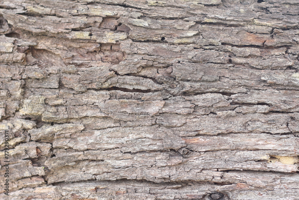 Old bark, texture or background Old bark, texture or background
